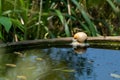 The smart Morse tree frog will make follicles and breed the next generation! ÃÂ 